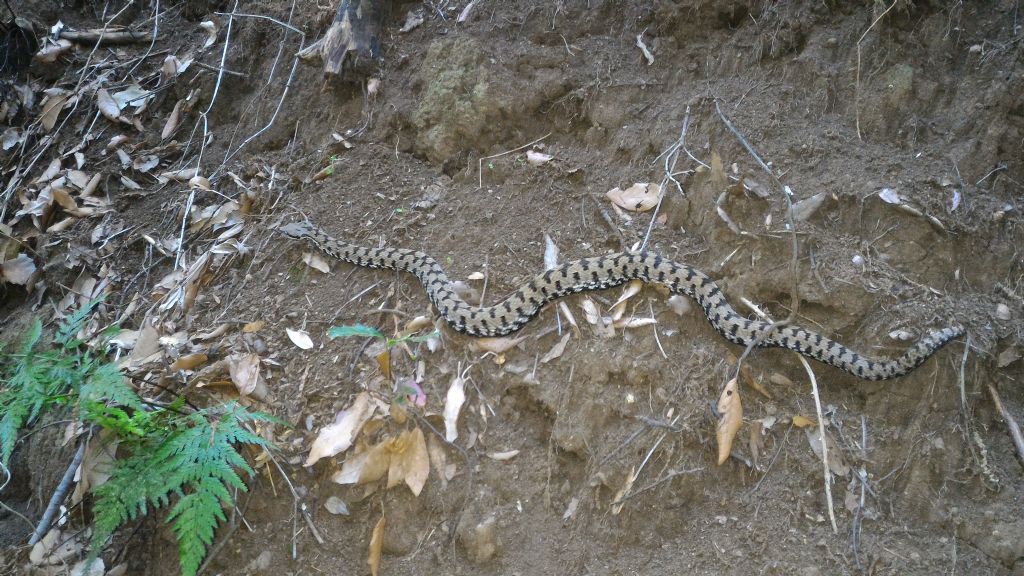 Vipera aspis francisciredi